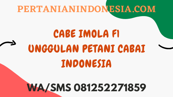 Cabe Imola F1 Unggulan Petani Cabai Indonesia